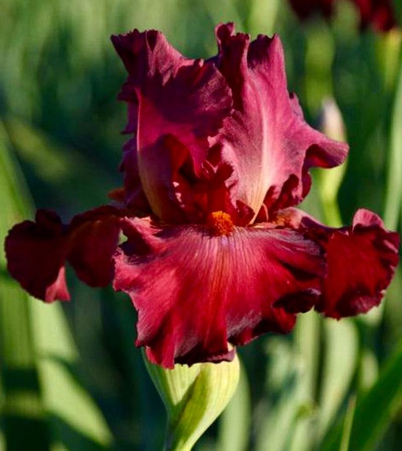 Photography Challenges And Rewards Draw Professionals