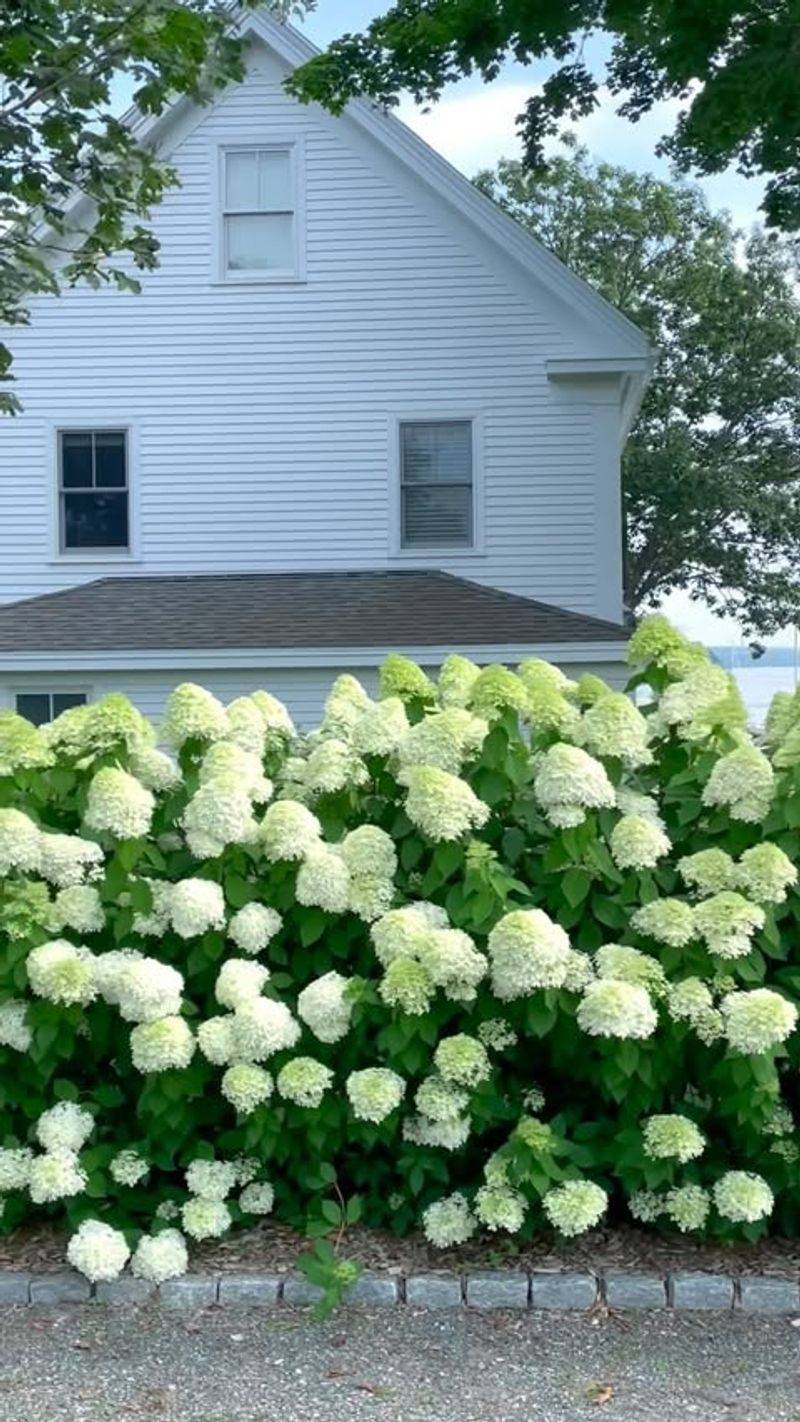 Stop Fertilizing Hydrangeas