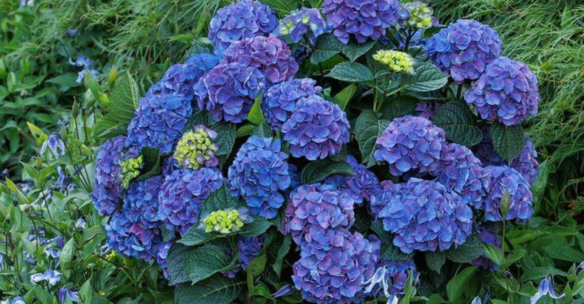 hydrangea purple