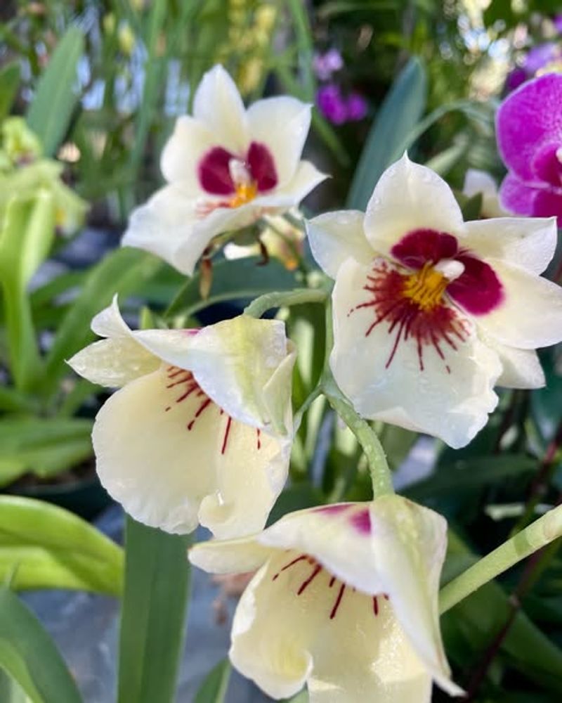 Orchids: The Independent Creative