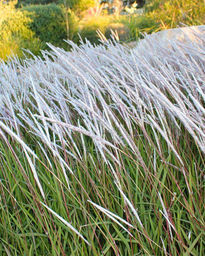 Cogongrass