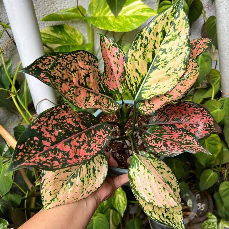 Aglaonema Pink Dalmatian