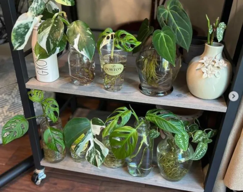 Supports Indoor Propagation When Outdoor Soil Is Too Cold