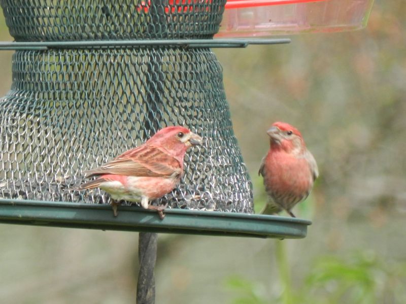 Abundant Feeder Offerings Throughout The State