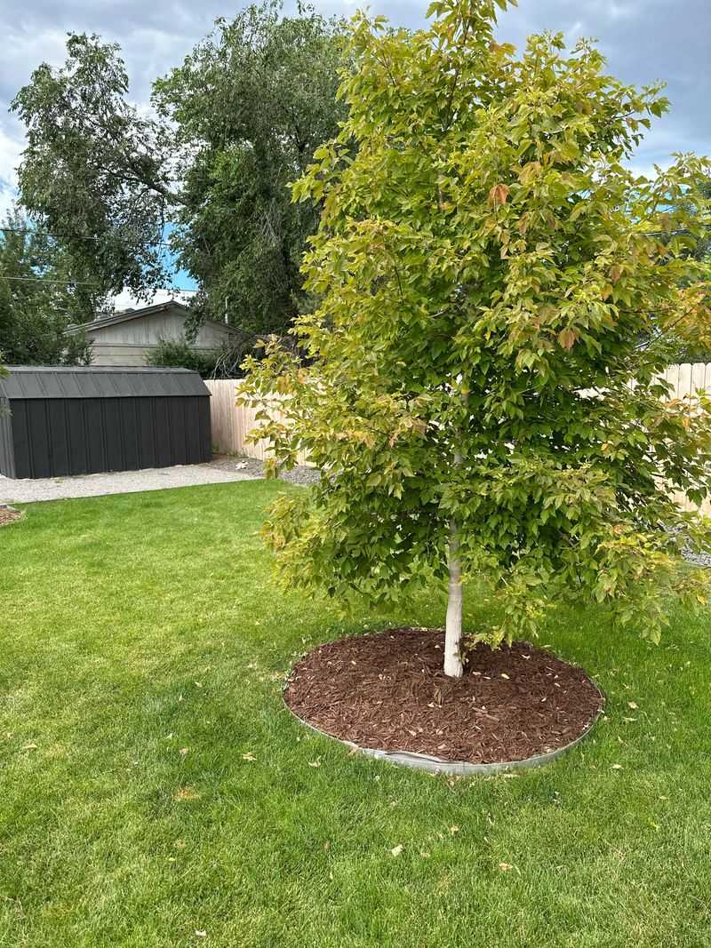 Boxelder Trees Attract Large Groups