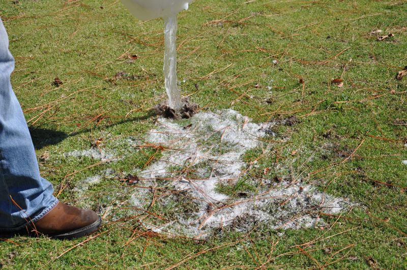 Water Your Lawn To Flush Them Out