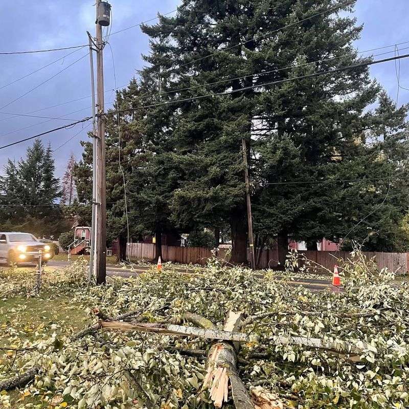 Protect Power Lines And Utilities From Tree Contact