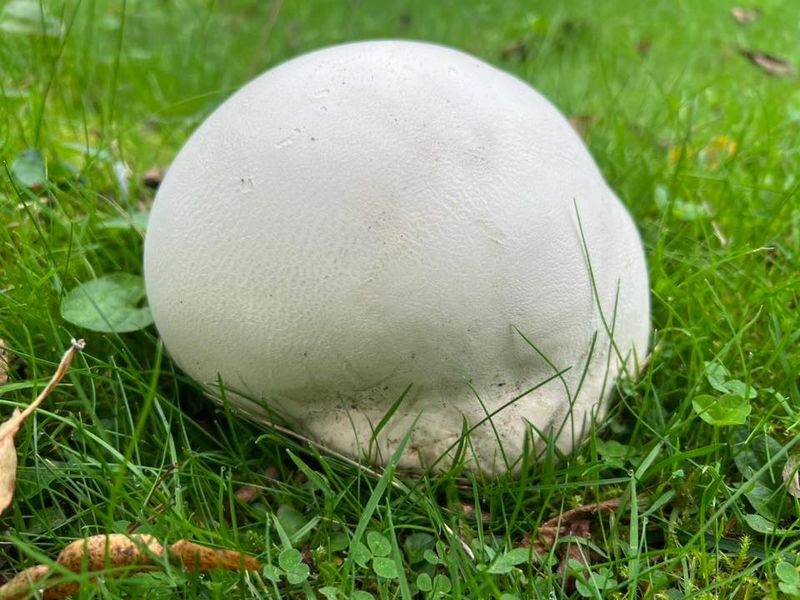 They Appear Suddenly After Heavy Rains