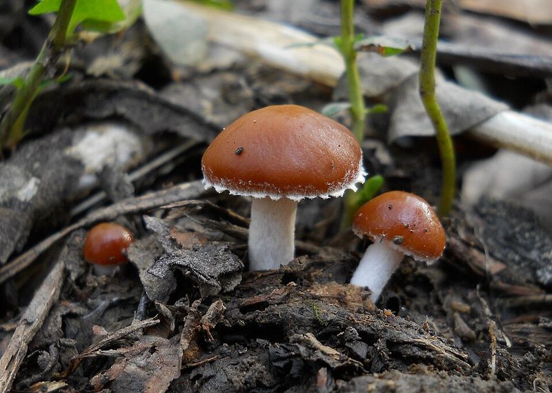 Why Mulch And Wood Chips Attract This Species