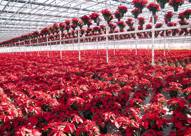 Forgetting About Arizona's Low Humidity Levels