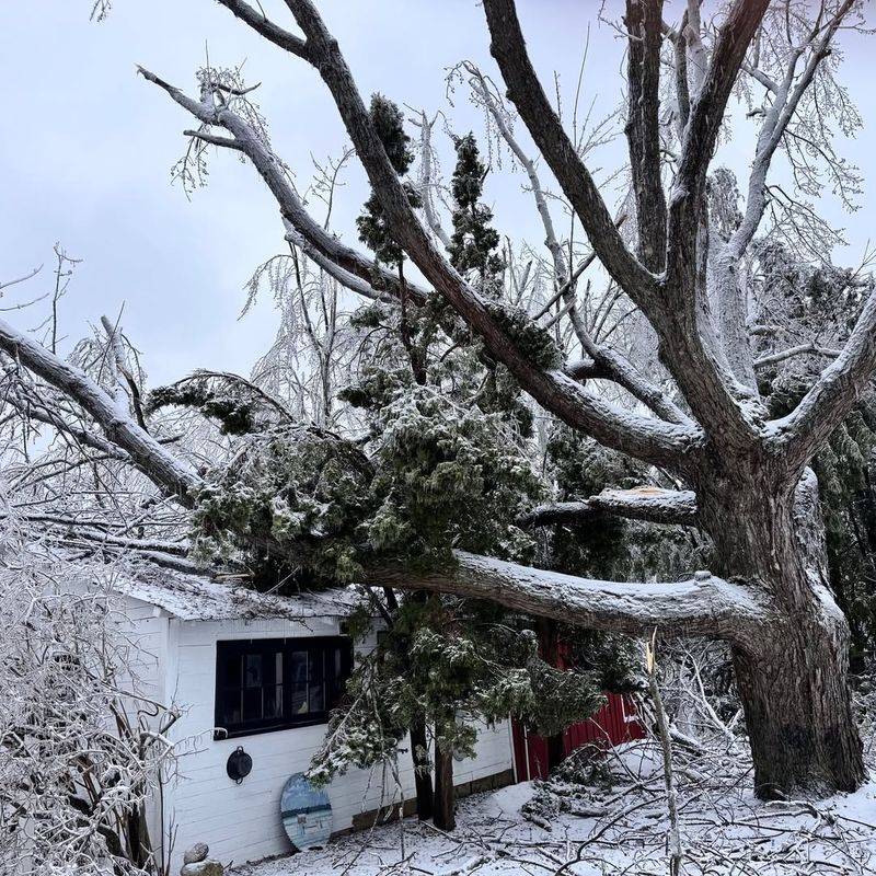 Failing To Trim Trees And Branches Near The House