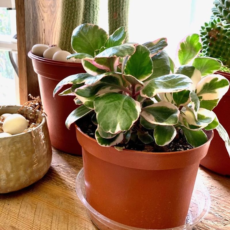 Skipping The Acclimation Process Shocks Plants