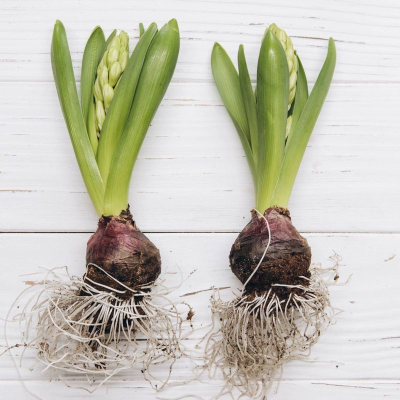 Leaving Bulbs In Poor Locations Year After Year