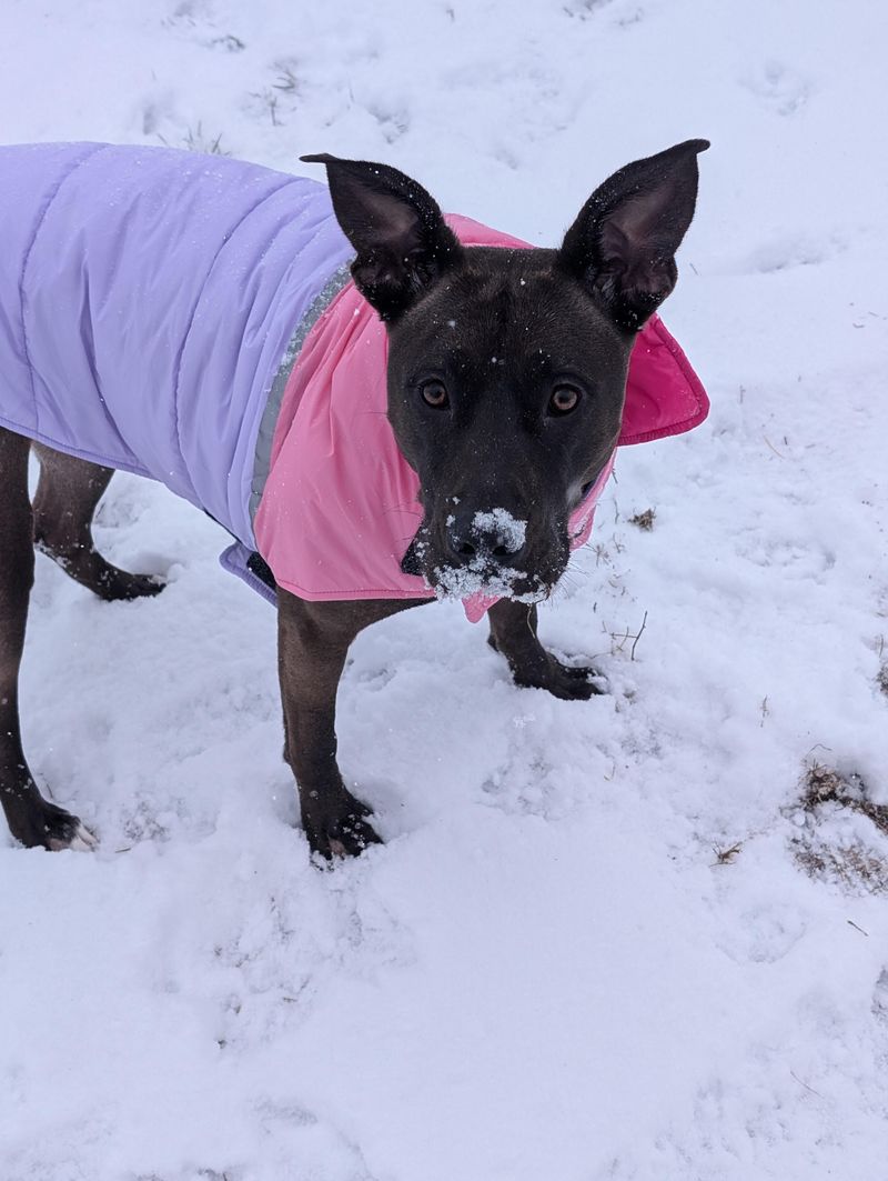 Allowing Pets Unsupervised Access To The Yard