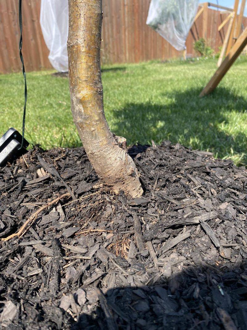 Planting At Incorrect Depths