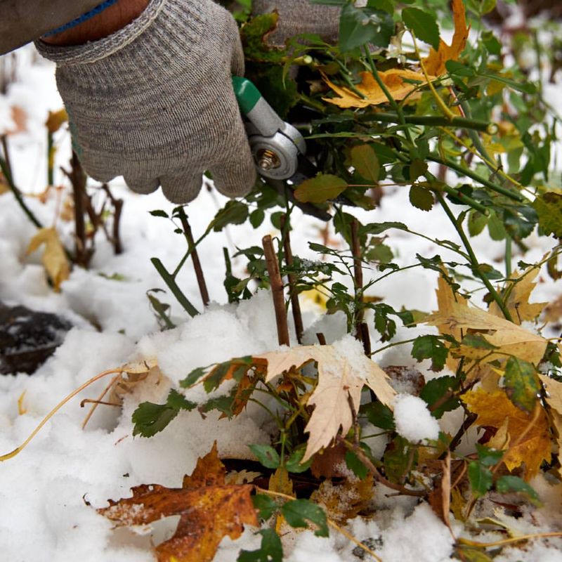 Running Snow Blowers Too Close To Shrubs And Trees