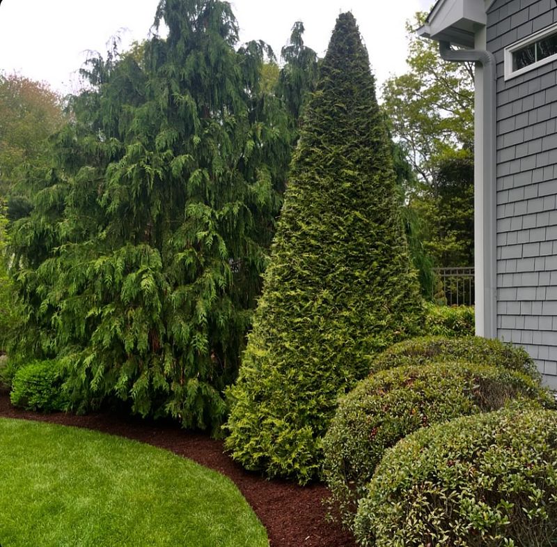 Pruning Evergreens During Freezing Weather