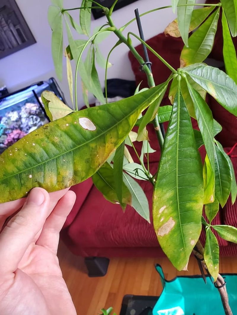 Signs Of Proper Watering: Healthy Versus Stressed Plants