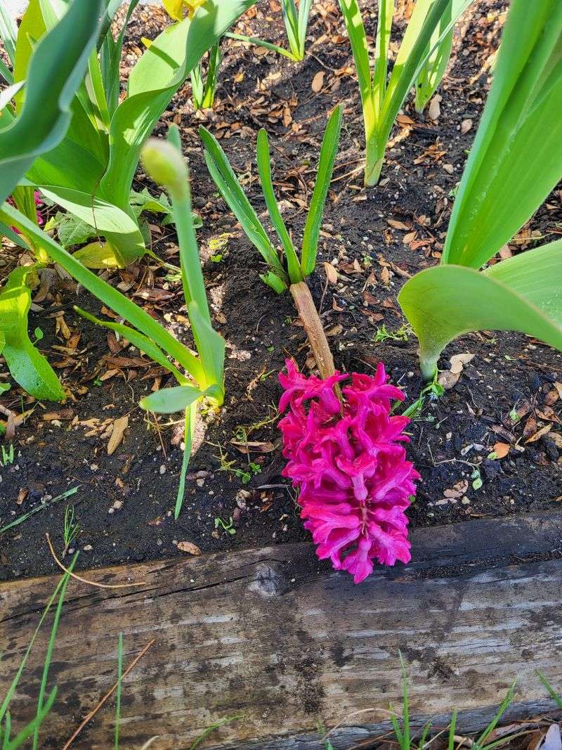 Planting Hyacinth Bulbs Too Shallow