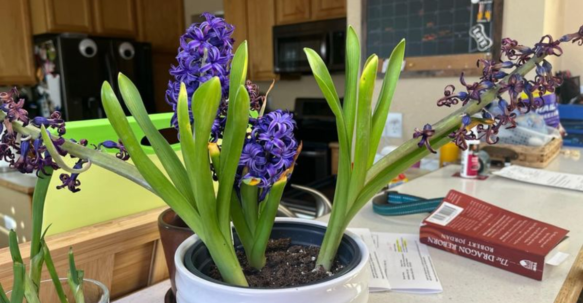 Illinois Gardeners Admit These Hyacinth Mistakes Ruin Their Blooms Every Year