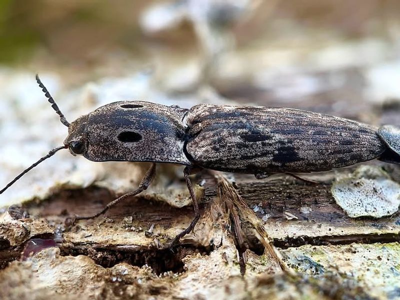 Why More Beetles Are Becoming Active After Dark In Illinois