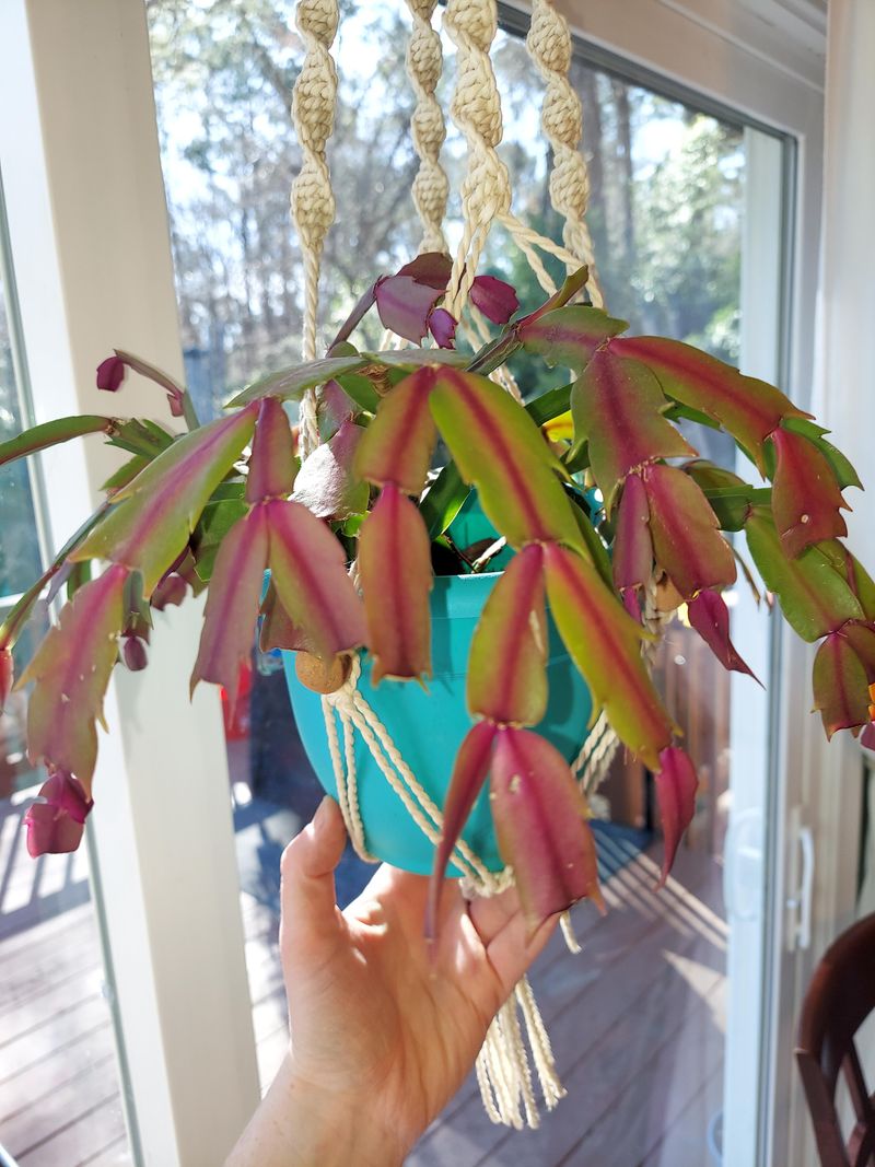 Excessive Direct Sunlight Through Winter Windows