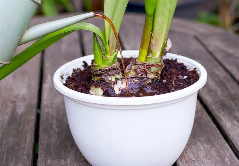 Nutrient Deficiencies In Potting Soil