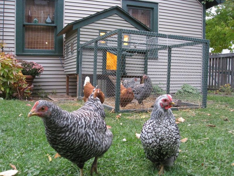 Backyard Chickens Without Proper Permits