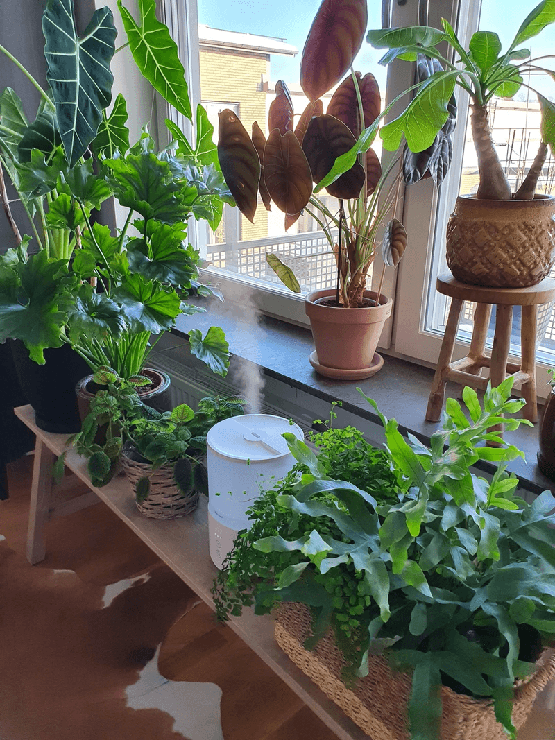 Monitor Indoor Humidity Levels Carefully