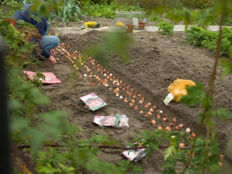 Firm Soil After Planting Bulbs