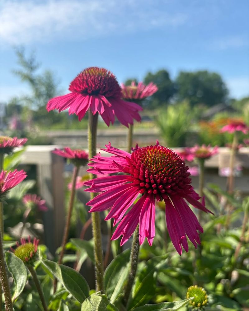 Provide Full Sun Exposure