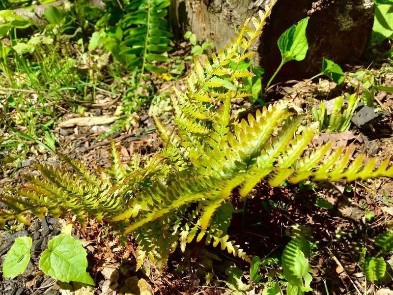 Choose Native Plants That Love Shade Naturally