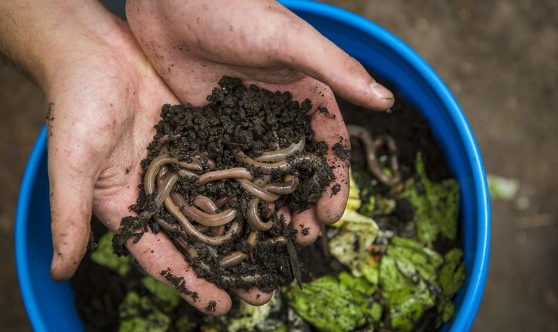 Attracting Beneficial Earthworms To Garden Beds