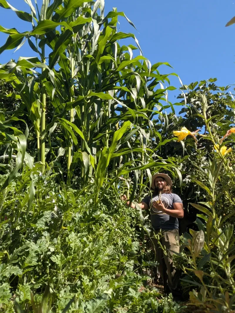 Success With Native, Drought-Tolerant Crops