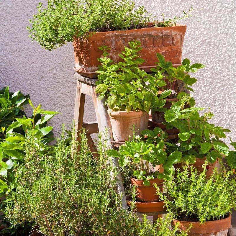 Easy Access to Fresh Herbs Year-Round