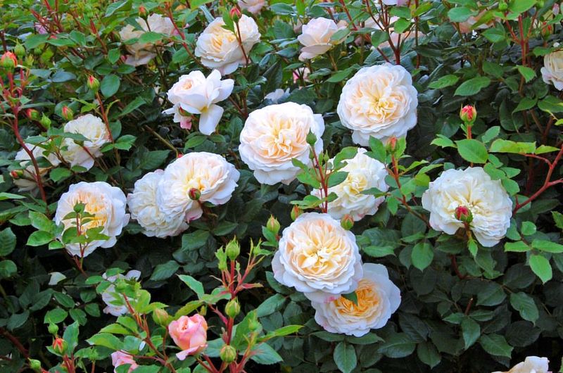 Enhances Rose Bloom Size and Color Vibrancy