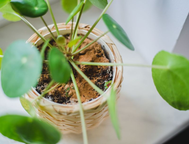 Deters Fungus Gnats In Potting Mix