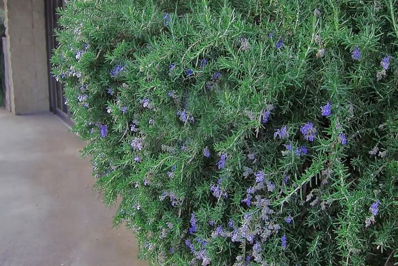 Offers Aromatic Ambiance To Outdoor Spaces