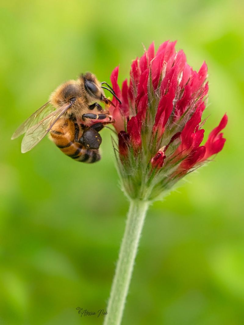 Attracts Beneficial Pollinators And Insects