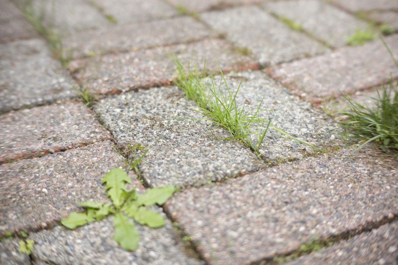 Controls Weeds Between Pavers Safely
