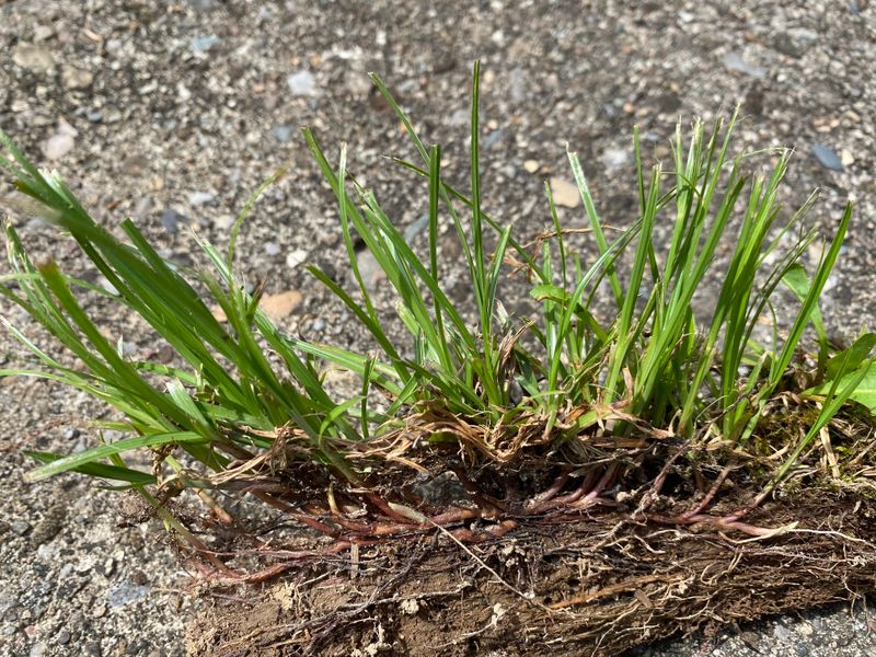 Freshens Up Lawn Odors