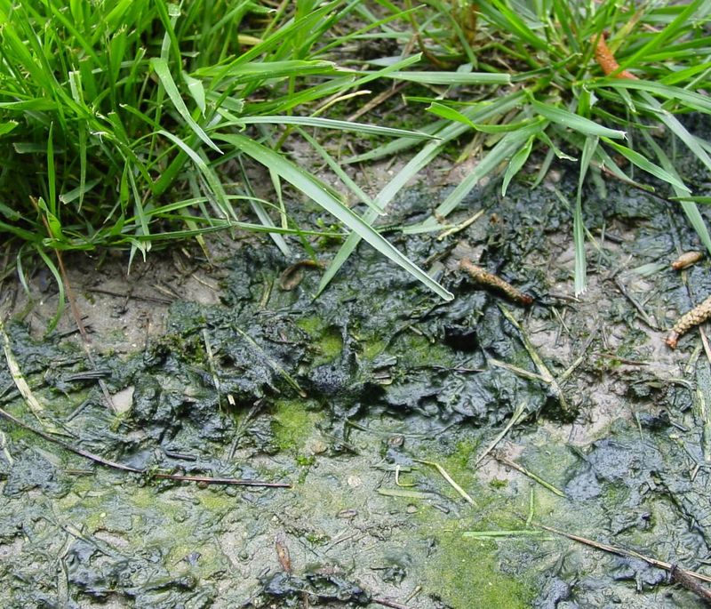 Physical Removal Is Simple But Only Temporary