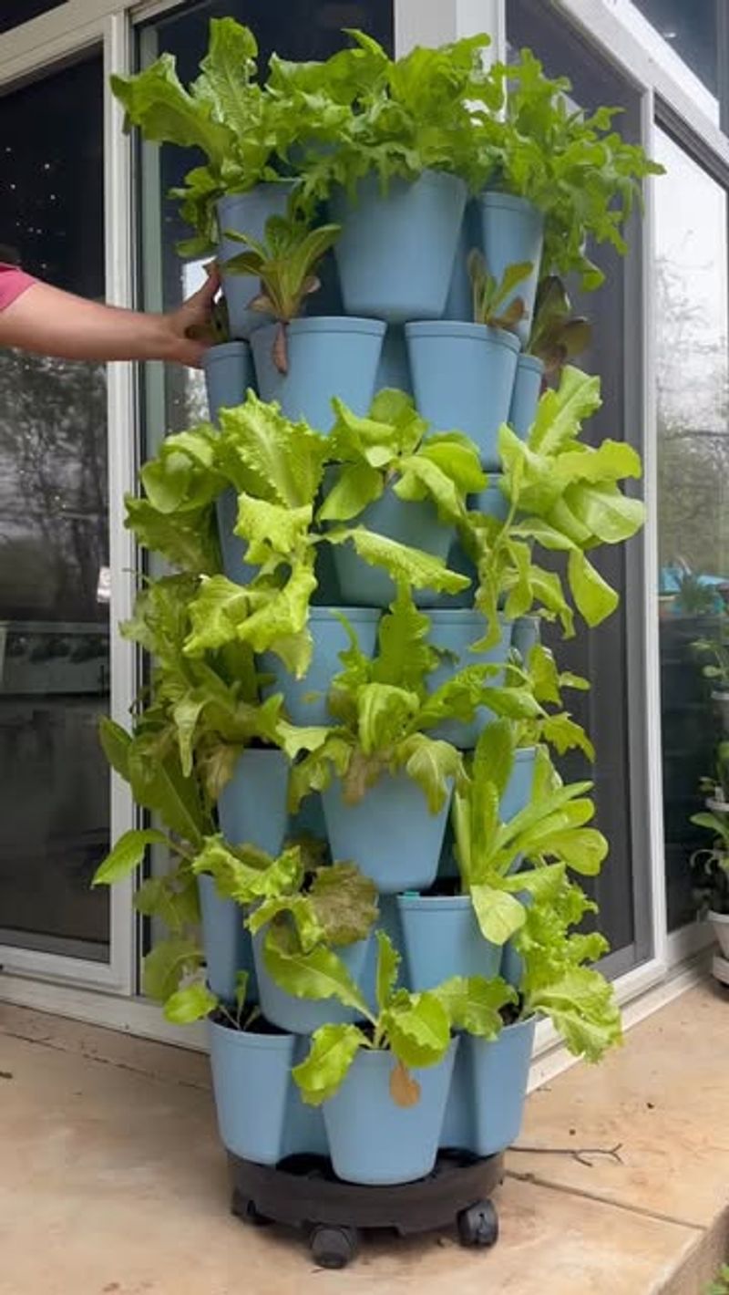 Growing Fresh Herbs and Vegetables