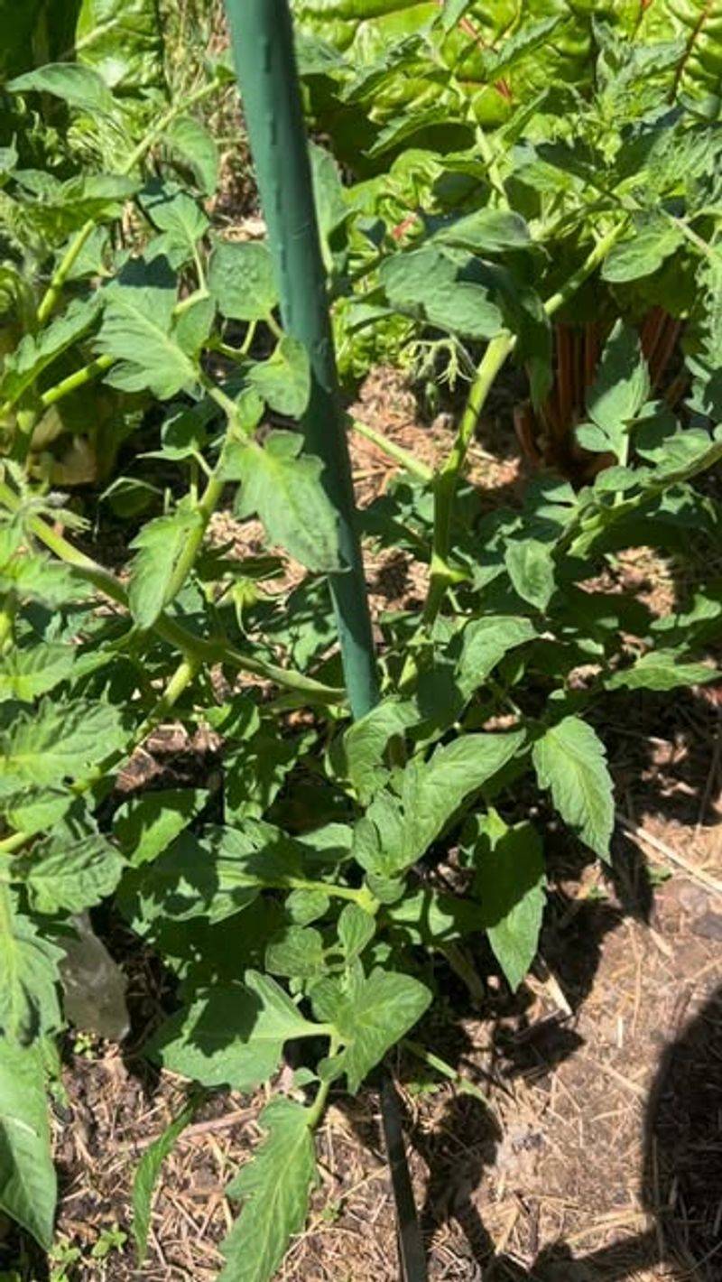 In Soggy Or Poorly Drained Soil