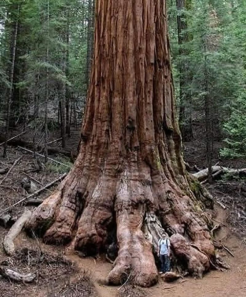 Where Mature Size Is Not Fully Considered