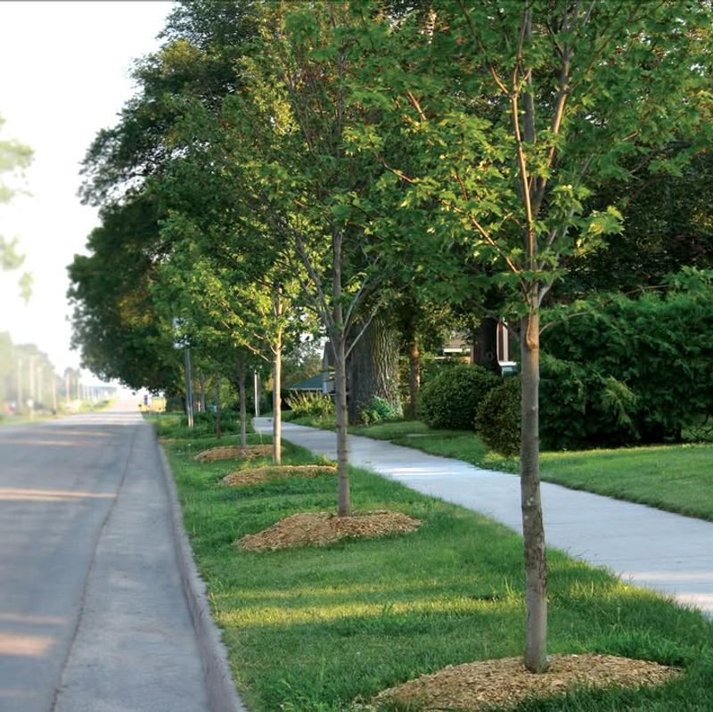 Too Close To Driveways, Sidewalks, Or Patios