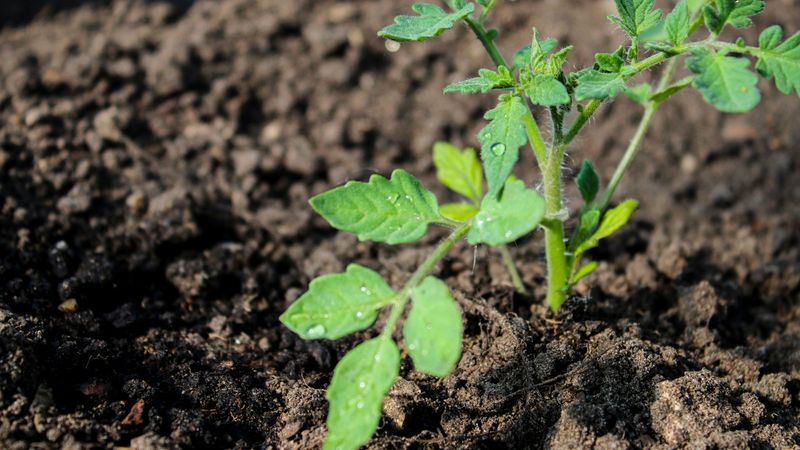 In Low-Lying Frost Pockets