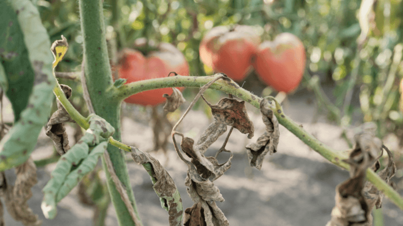 Where Diseased Tomatoes Were Previously Planted