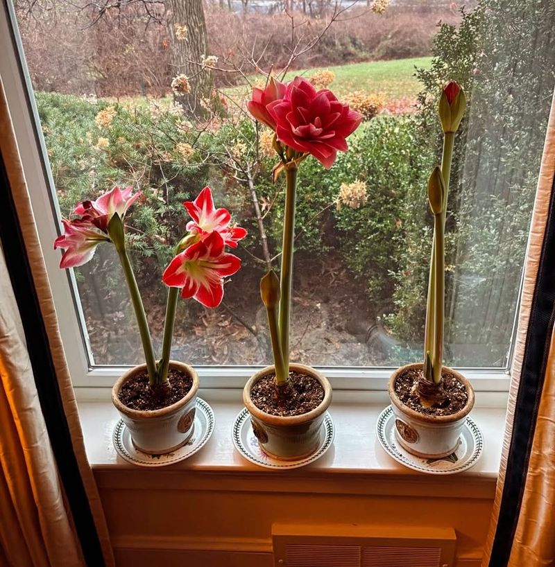 Incorrect Watering Practices