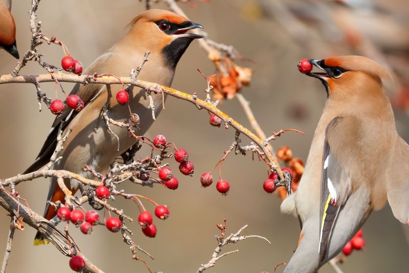 Hungry Birds And Wildlife Feasting Earlier Than Usual